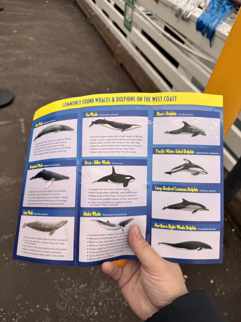 美国之旅 Day 5: Gray Whale - 4 C317D485 A26E 4AB6 A690 EDDB2B601FD4 1 105 c