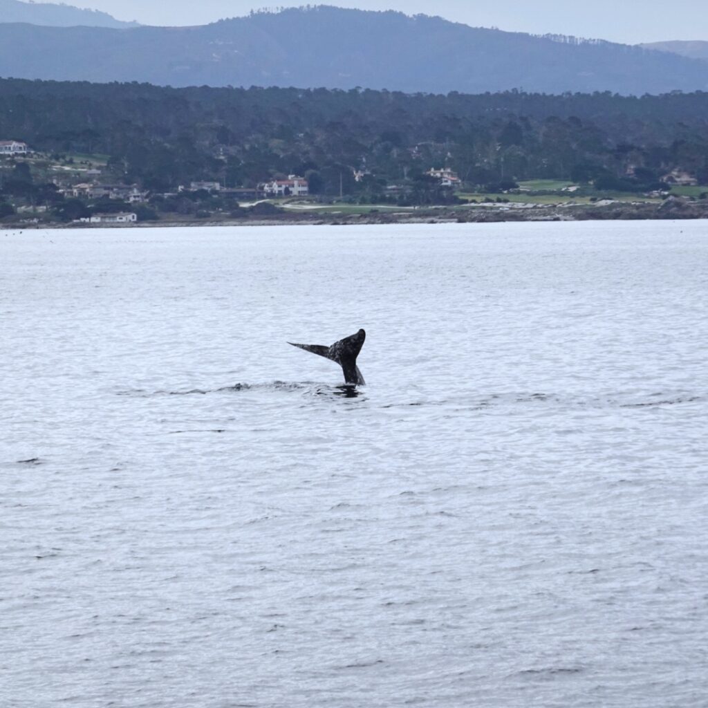 3C700631 1325 4A67 A805 F29742B48906 1 201 a