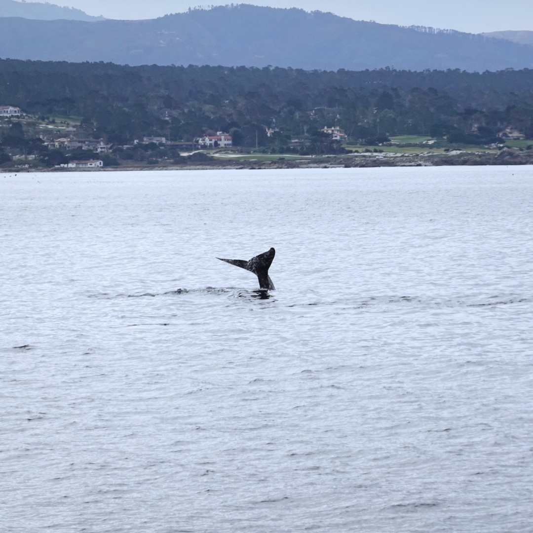 美国之旅 Day 5: Gray Whale - 5 3C700631 1325 4A67 A805 F29742B48906 1 201 a