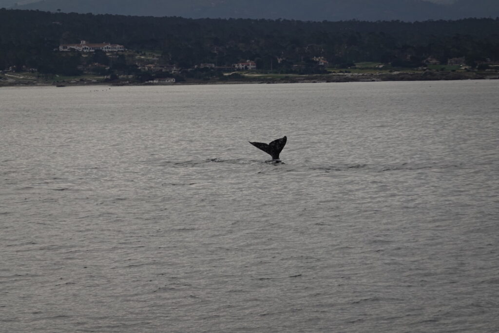 6CE874F2 B5CE 4882 8F59 D9F49D0FB73D 1 105 c