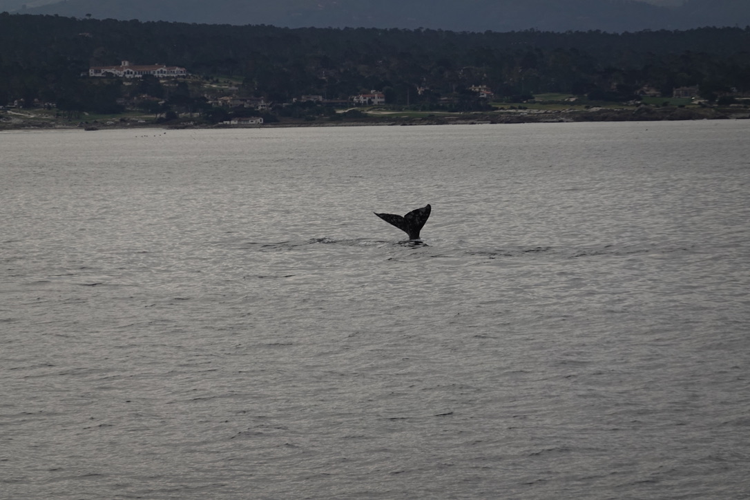 美国之旅 Day 5: Gray Whale - 6 6CE874F2 B5CE 4882 8F59 D9F49D0FB73D 1 105 c