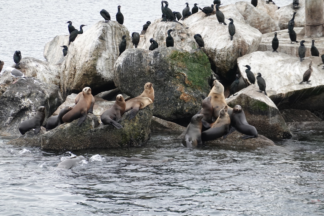 美国之旅 Day 5: Gray Whale - 7 396147EE 9745 469D 85E9 69CD3860AC9D 1 105 c