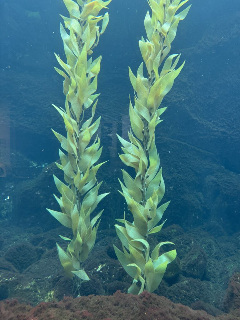 1980F858 AF27 450F 8508 86556A3475AB 1 102 o