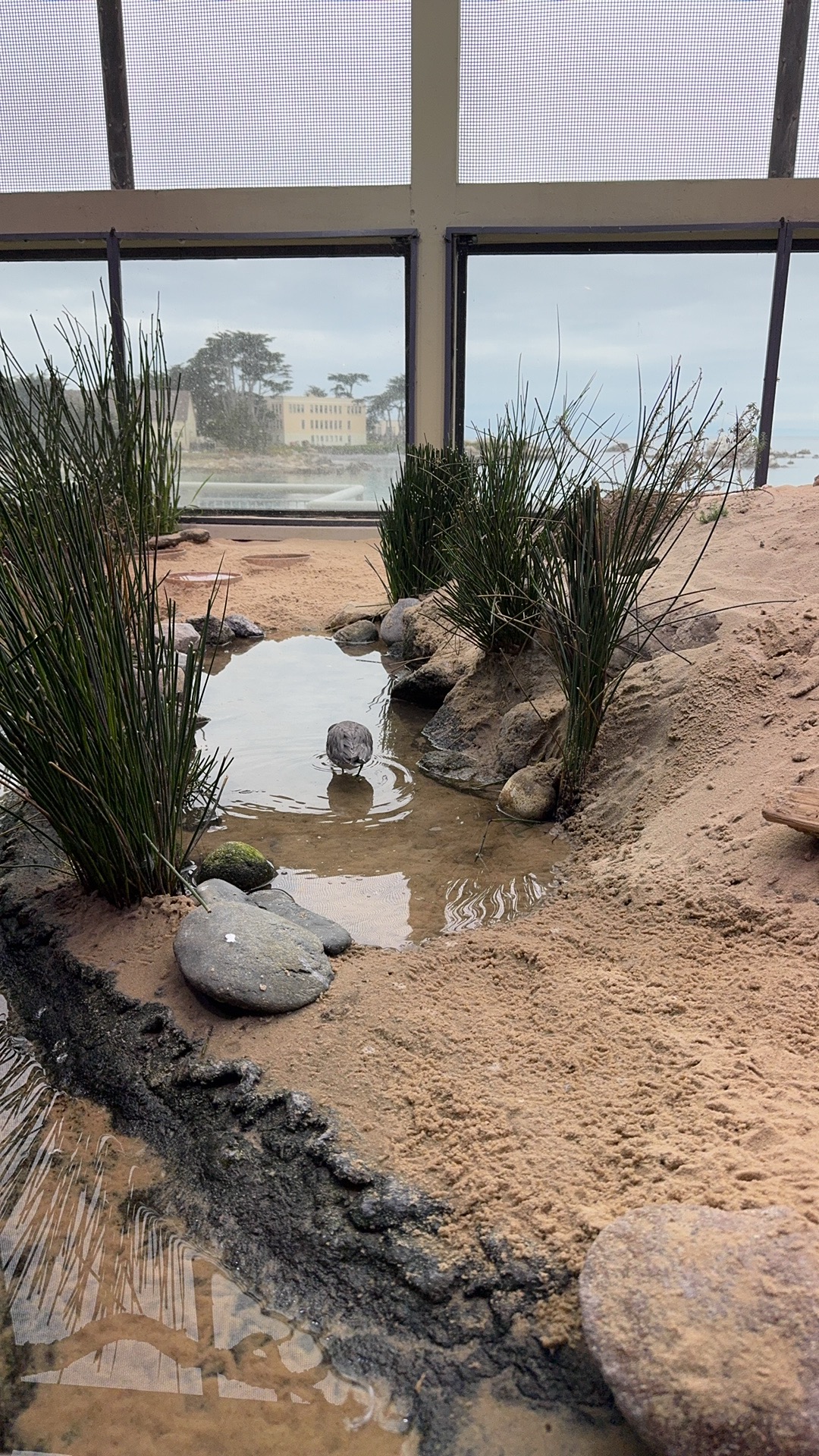 美国之旅 Day 5: Gray Whale - 10 309A9864 D4BF 4CFA 8FB7 DF9C3CE0C999