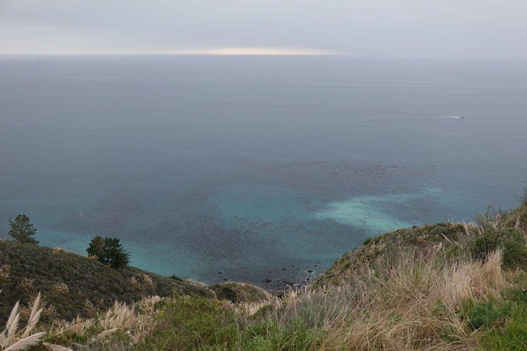 美国之旅 Day 5: Gray Whale - 24 8CF3EA44 9D22 440C 82E5 D118227B308E 1 105 c