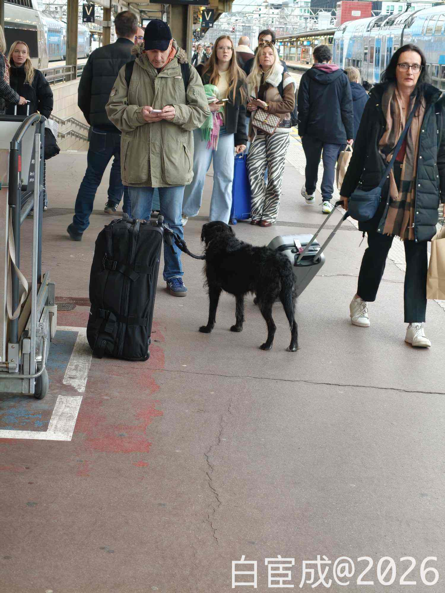 2026 欧洲之旅 Day 7 :原来火车是可以不用检票的 - 1 一只独立守候行李的狗狗